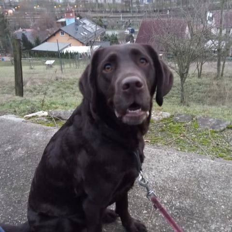 Hund